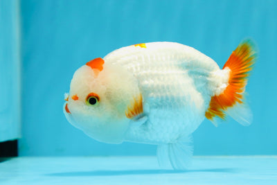 New ✨ AAA Grade Special Face LionQueen 4.5-5 inches #0426LC_05