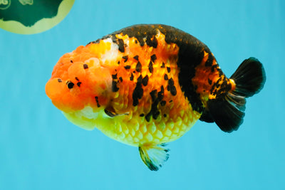 Jumbo Tricolor Chinese Ranchu Female 6.5 inches #032026RC_28