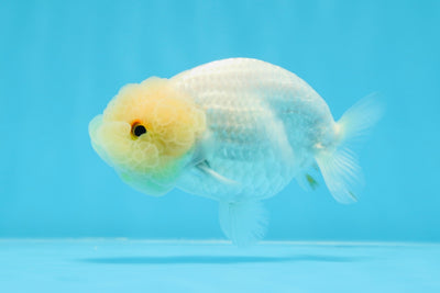 Lionchu Blanche Neige Mâle 3,5 pouces #0906LC_10