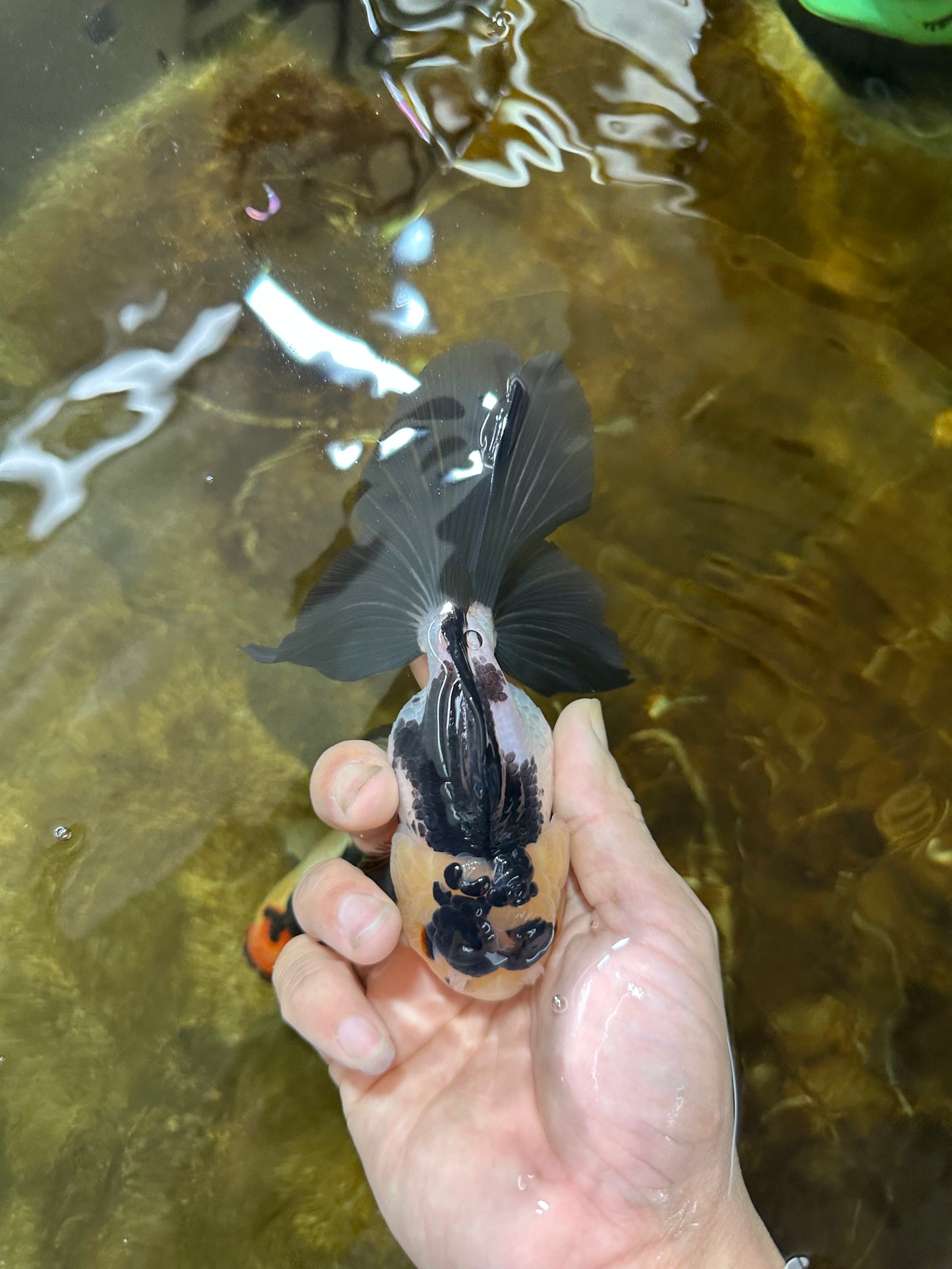 Panda Oranda Female 5-5.5 inches #080825OR_11