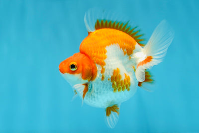 AAA Grade Red White Humphy Ryukin Male 4 inches #0929RK_08