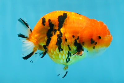 AAA Grade Tiger LionKing 4.5 inches #060625LC_04