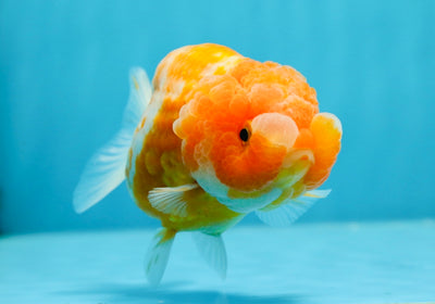 A Grade Sakura LionQueen 4 inches #1020LC_12