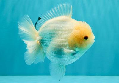 AAA Grade White Yuanbao Male 4.5-5 inches #072426YB_28