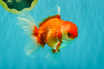 A Grade Red White Oranda Male 6 inches #081426OR_11