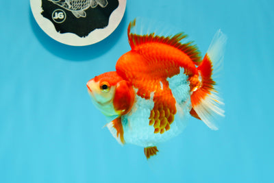 Ryukin hembra rojo y blanco de grado AAA de 4,5 pulgadas n.º 0503RK_37