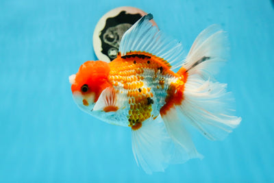 Mariposa oranda macho gigante de color rojo y blanco de grado A, rara, de 6 pulgadas, n.° 1103OR_25