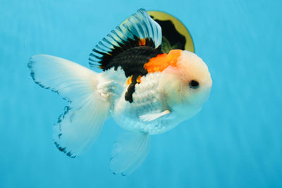 A Grade Tricolor Lipstick Button Eyes Oranda Male 5 inches #013125OR_19