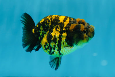 AAA Grade Tiger LionQueen 3.5-4 inches #0922LC_12