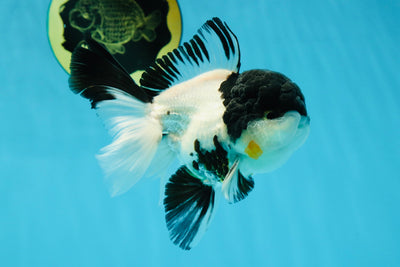 Cutie Face Panda Oranda Male 4.5-5 inches #042525OR_10