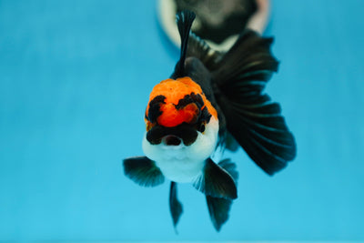 AAA Grade Tricolor Oranda Male 5 inches #0908OR_08