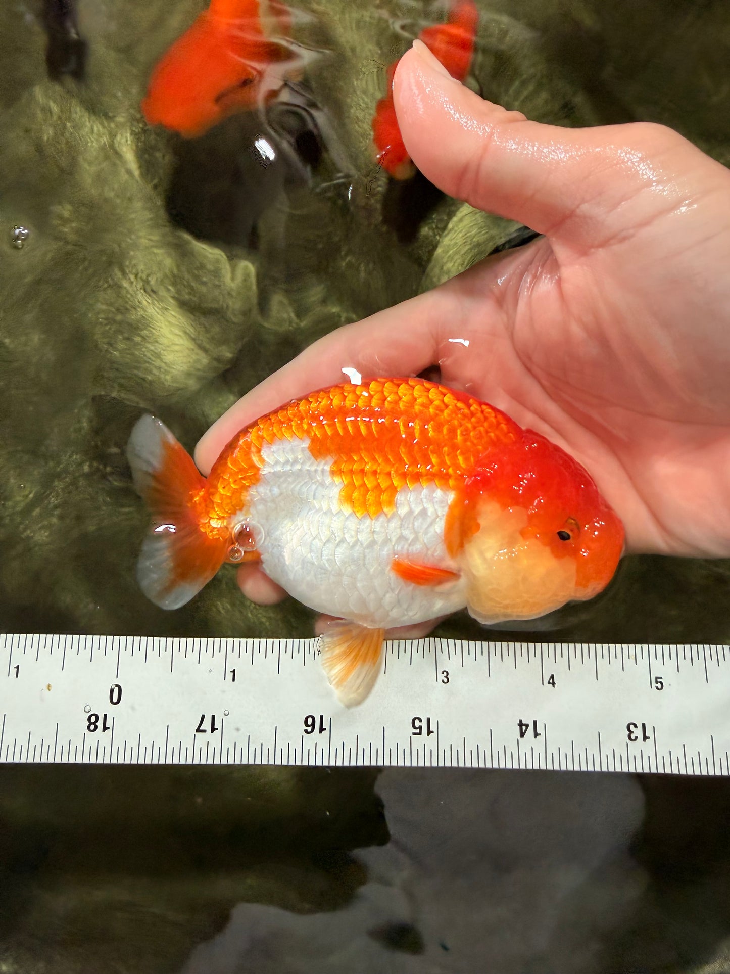 Red White Lionchu Female 4.5 inches #081426LC_14