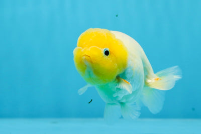 Sakura Lemonhead Lionchu Male 4 inches #0726LC_40