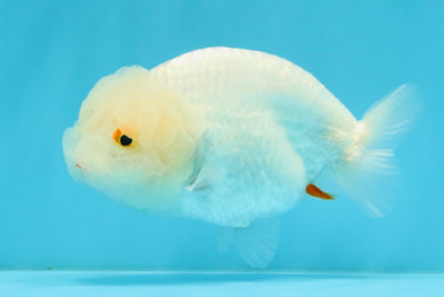 White Lionchu Female 4.5 inches #032726LC_22