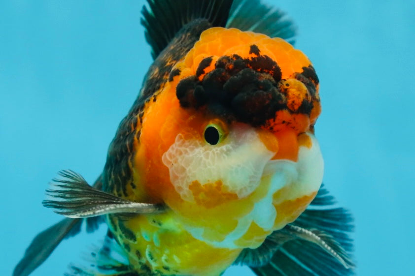 A Grade Dragon Tricolor Oranda Male 5 inches #060625OR_18 – Jimmy