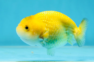 Special Color Neon Lionchu Female 3.5 inches #032825LC_11