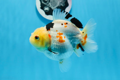 Yuanbao macho tricolor de cabeza de limón de grado AAA de 4 a 4,5 pulgadas n.º 0712YB_21