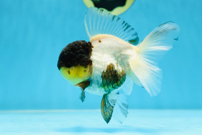 Panda Oranda Female 5 inches #080825OR_08