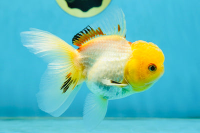 A Grade White Oranda Female 5 inches #062725OR_25