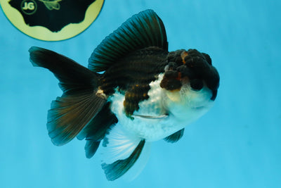 A Grade Young Panda Button W Oranda Male 4.5-5 inches #061325_06