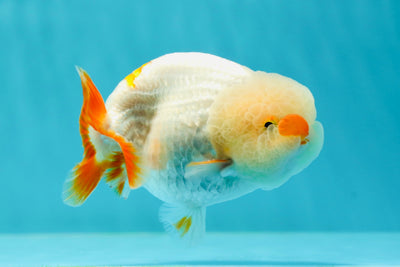 🐣 Baby Chubby Cheek Red White Lionchu Male 5 inches #0412LC_13