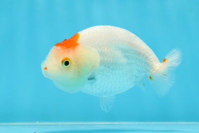 Tancho Lionchu Female 3.5 inches #032125LC_16