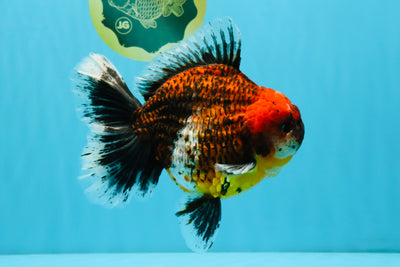 CHUNKY SUPER AAA Grade Godzilla Calico Oranda Male 6.5-7 inches #032726OR_07