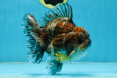 RARE A Grade Kirin Oranda Male 5.5 inches #120525OR_02
