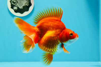 Ryukin de cola ancha rojo de grado AAA hembra de 4,5 pulgadas n.º 0517RK_23