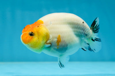 A Grade Sakura LionQueen 3.5-4 inches #051625LC_06