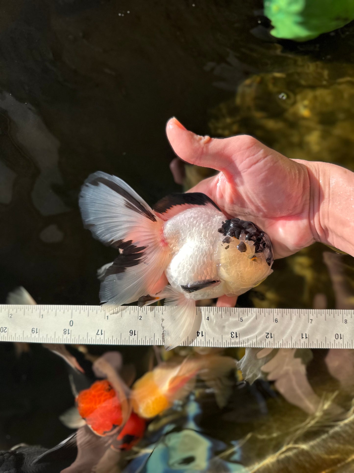 A Grade Panda Oranda Female 6 inches #031425OR_05