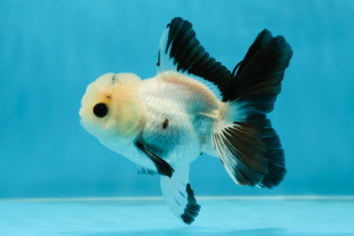 Little Cuite Panda Button Eyes Oranda Male 4-4.5 inches #032825OR_06