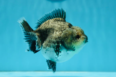 AAA Grade Blue Kirin Yuanbao Female 4-4.5 inches #0818YB_02