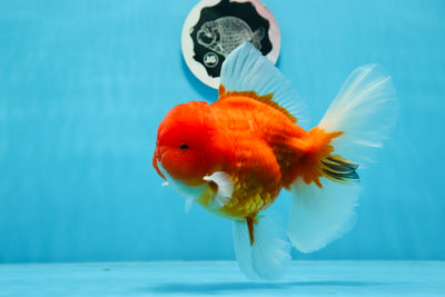 A Grade Cherry Sakura Oranda Male 6 inches #0726OR_06