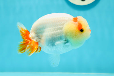 A Grade Harry Red White LionQueen 4.5 inches #0412LC_06