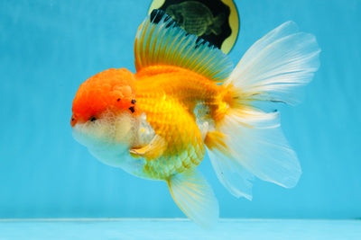 A Grade Orange White Oranda Female 6.5 inches #070425OR_22