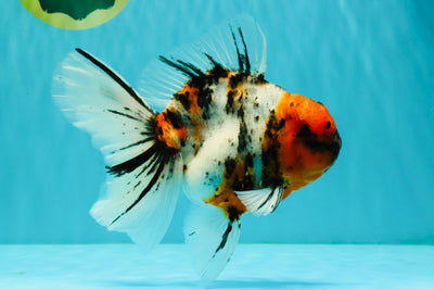 CHUNKY AAA Grade Calico Oranda Male 6-6.5 inches #070326OR_17