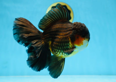 AAA Grade GIANT Godzilla Apache Oranda Male 6.5 inches #090525OR_09