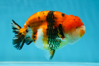 A Grade Tricolor Tiger LionKing 4.5 inches #052325LC_16