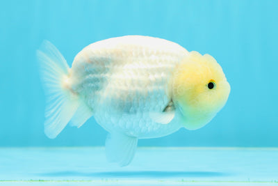 New ✨ White Sakura Lionchu Male 4-4.5 inches #0419LC_02