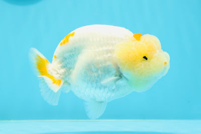 New ✨ AAA Grade Mac N Cheese LionQueen 4.5 inches #0419LC_05