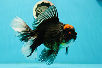 AAA Grade Volcano Tricolor Giant Generation Oranda Male 7 inches #0322OR_16
