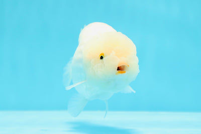 ❄️ Snow White Lipstick Lionchu Female #0524LC_19