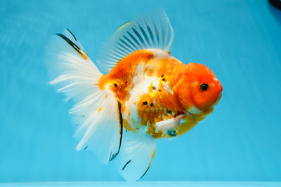 AAA Grade Sakura King Oranda Male 7.5 inches #020725OR_03