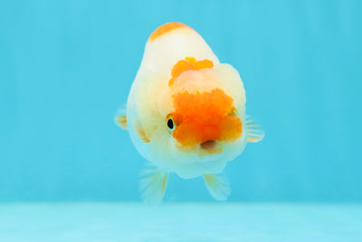 👶 Baby Red White Lionchu Female 3.5 inches #0209LC_24