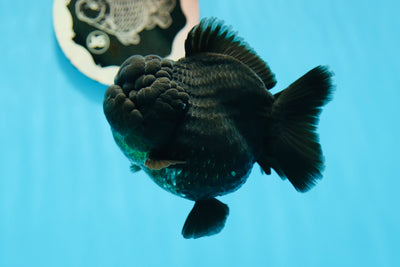 AAA Grade Jet Black Yuanbao Female 4-4.5 inches #0922YB_07