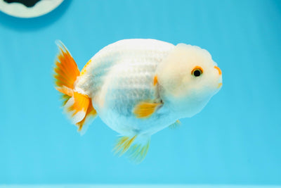 👶 Baby Red White Lipstick Lionchu Female 4-4.5 inches #0614LC_13