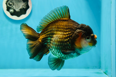 Pompon noir et rouge Yuanbao mâle 6 pouces #0119YB_02