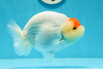 RARE de catégorie AAA Tancho Buffalo Ranchu Lionking 5,5 pouces #1201RC_16