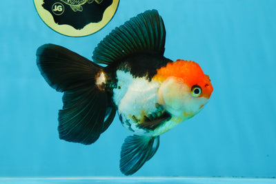 Tricolor Oranda Female 5.5 inches #100325OR_14